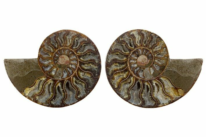 Cut & Polished, Agatized Ammonite Fossil - Madagascar #344490